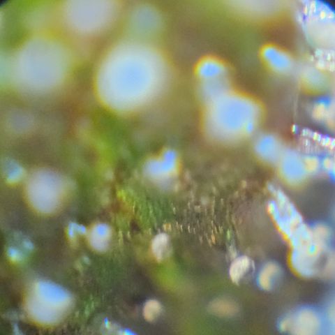 Purple Lemonade Autos growlog timeline photo