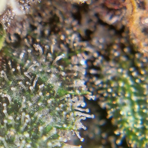 Purple Lemonade Autos growlog timeline photo