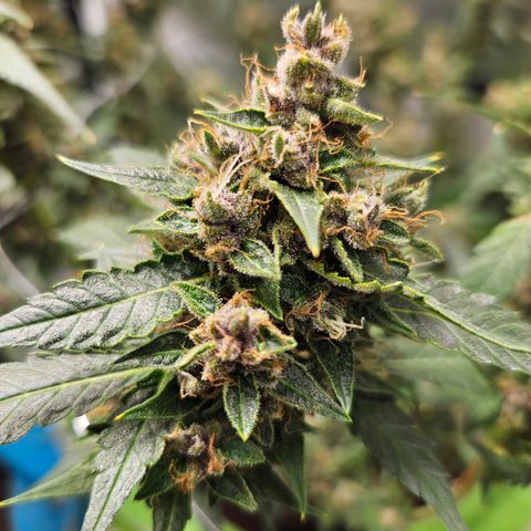 Purple Lemonade Autos growlog timeline photo