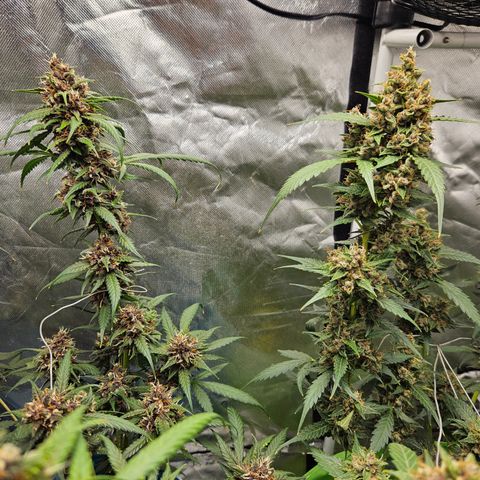 Purple Lemonade Autos growlog timeline photo