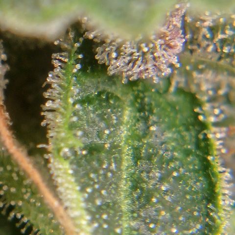 Purple Lemonade Autos growlog timeline photo