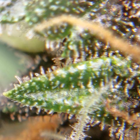 Purple Lemonade Autos growlog timeline photo