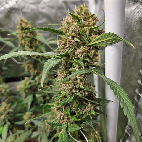 Purple Lemonade Autos growlog timeline photo