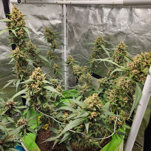 Purple Lemonade Autos growlog timeline photo