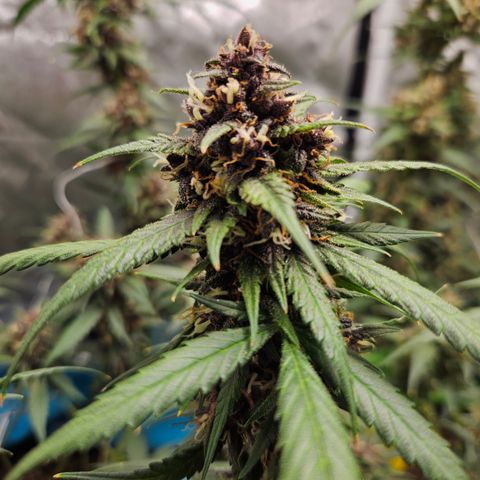 Purple Lemonade Autos growlog timeline photo