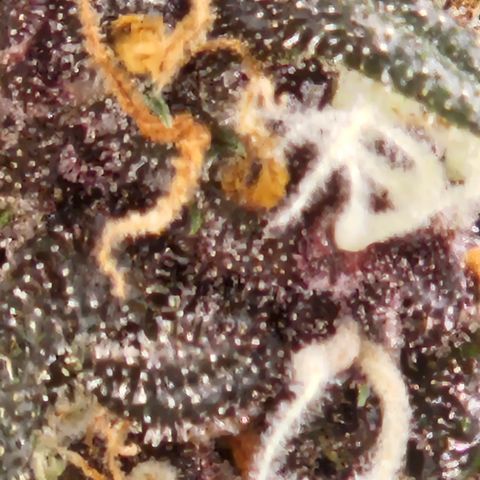 Purple Lemonade Autos growlog photo: This is the left plant 