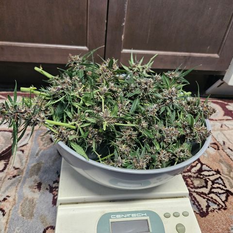 Purple Lemonade Autos growlog photo: This is the left plant 