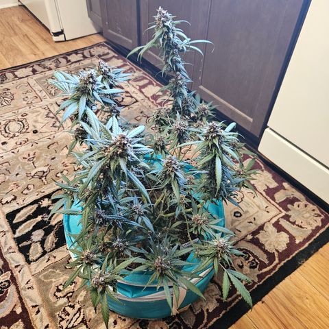 Purple Lemonade Autos growlog photo: This is the left plant 