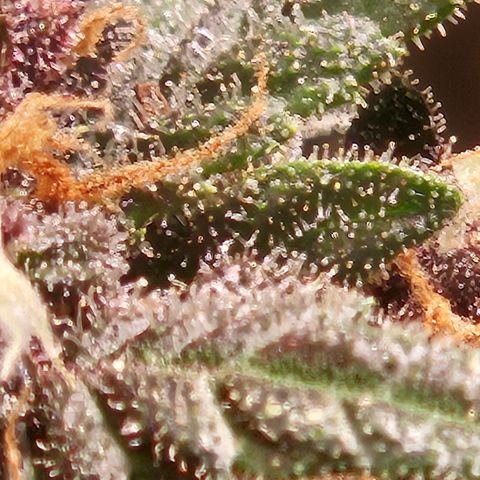 Purple Lemonade Autos growlog photo: This is the left plant 