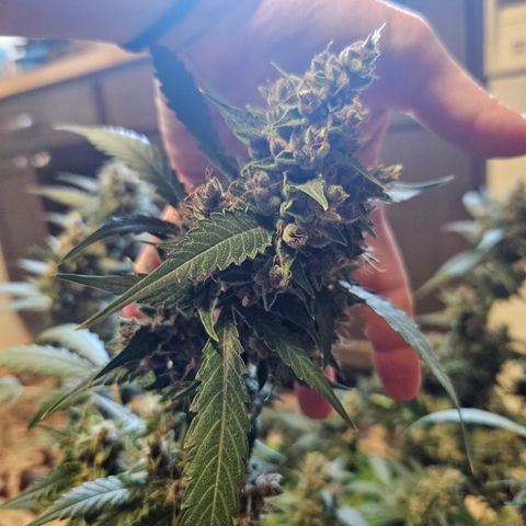 Purple Lemonade Autos growlog photo: Forgot to get a pic on the scale, but this is the right lady! She was 10.8 ounces