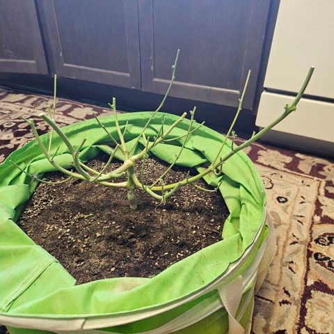 Purple Lemonade Autos growlog photo: Forgot to get a pic on the scale, but this is the right lady! She was 10.8 ounces