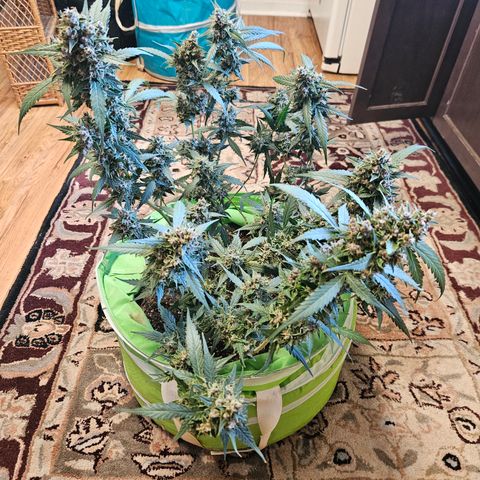 Purple Lemonade Autos growlog photo: Forgot to get a pic on the scale, but this is the right lady! She was 10.8 ounces