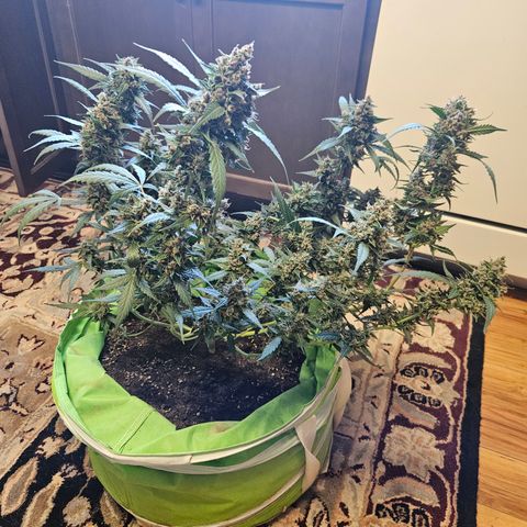 Purple Lemonade Autos growlog photo: Forgot to get a pic on the scale, but this is the right lady! She was 10.8 ounces