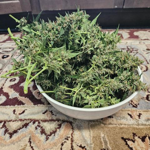 Purple Lemonade Autos growlog photo: Forgot to get a pic on the scale, but this is the right lady! She was 10.8 ounces