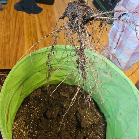 Purple Lemonade Autos growlog photo: Forgot to get a pic on the scale, but this is the right lady! She was 10.8 ounces