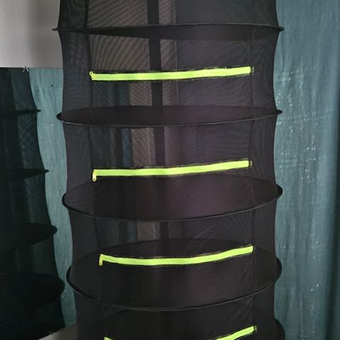 Purple Lemonade Autos growlog photo: To the drying rack they shall go! 