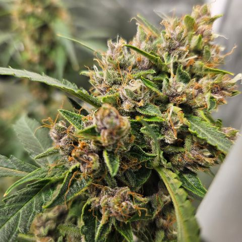 Purple Lemonade Autos growlog timeline photo