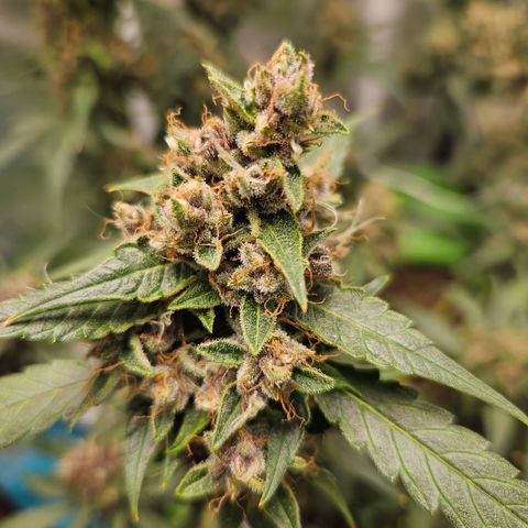 Purple Lemonade Autos growlog timeline photo