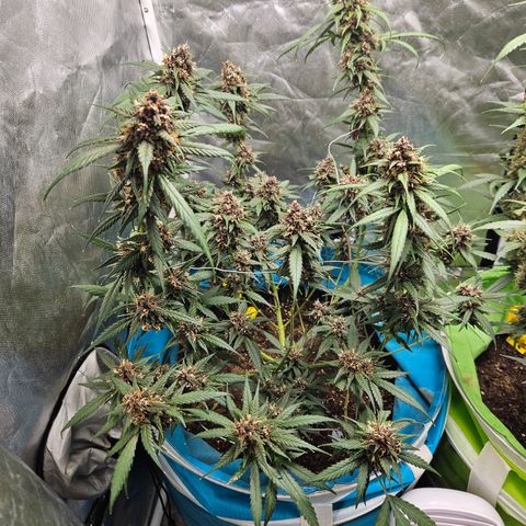 Purple Lemonade Autos growlog timeline photo