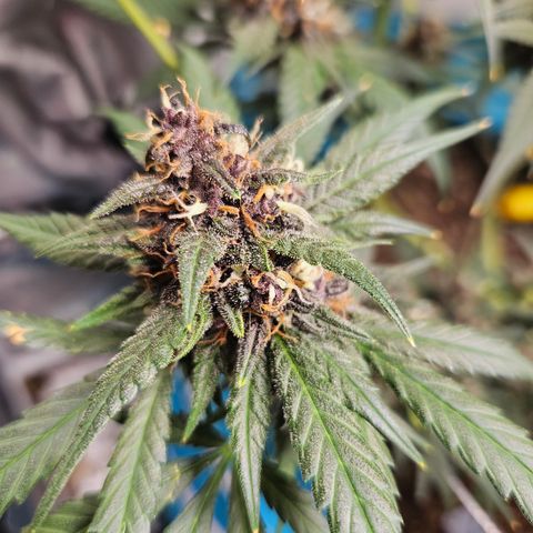 Purple Lemonade Autos growlog timeline photo