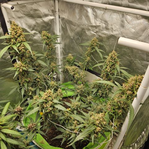 Purple Lemonade Autos growlog timeline photo