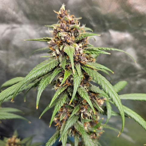 Purple Lemonade Autos growlog timeline photo