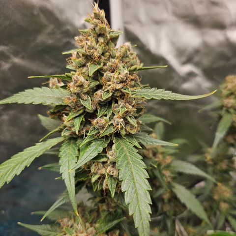 Purple Lemonade Autos growlog timeline photo