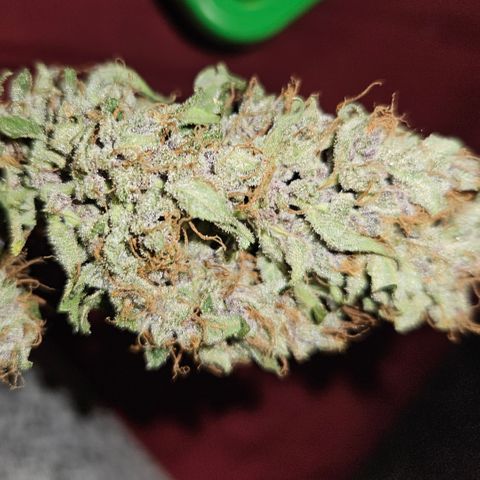 Purple Lemonade Autos growlog timeline photo