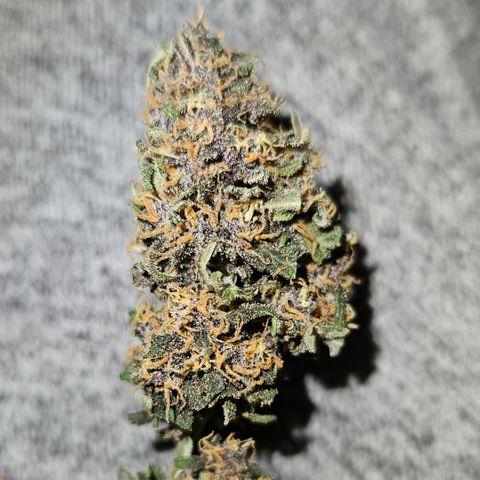 Purple Lemonade Autos growlog timeline photo