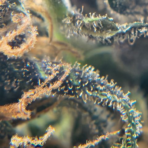Purple Lemonade Autos growlog photo: It is impressive how much amber accumulation appears after harvest