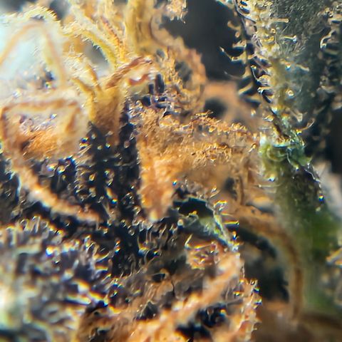 Purple Lemonade Autos growlog photo: It is impressive how much amber accumulation appears after harvest
