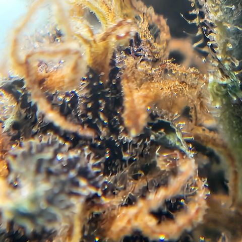 Purple Lemonade Autos growlog photo: It is impressive how much amber accumulation appears after harvest