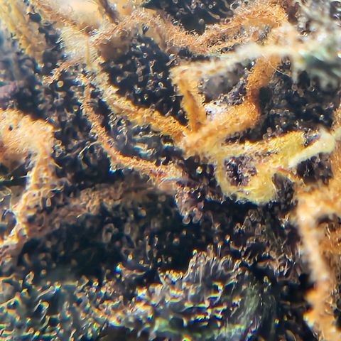 Purple Lemonade Autos growlog photo: It is impressive how much amber accumulation appears after harvest