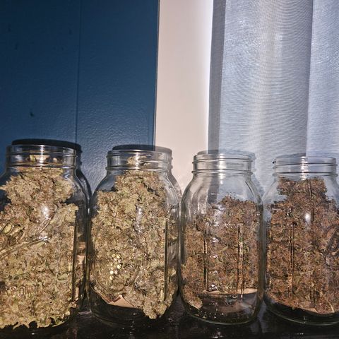 Purple Lemonade Autos growlog timeline photo