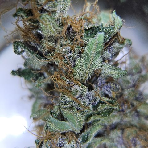 Purple Lemonade Autos growlog timeline photo