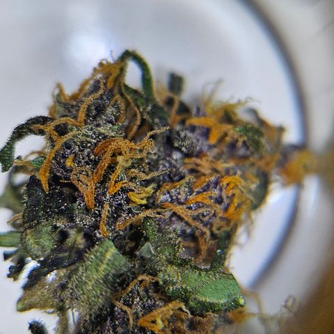 Purple Lemonade Autos growlog timeline photo