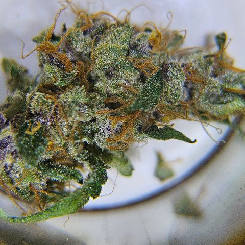 Purple Lemonade Autos growlog timeline photo