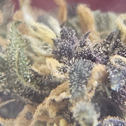 Purple Lemonade Autos growlog timeline photo