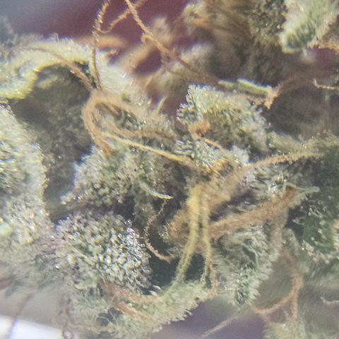 Purple Lemonade Autos growlog timeline photo