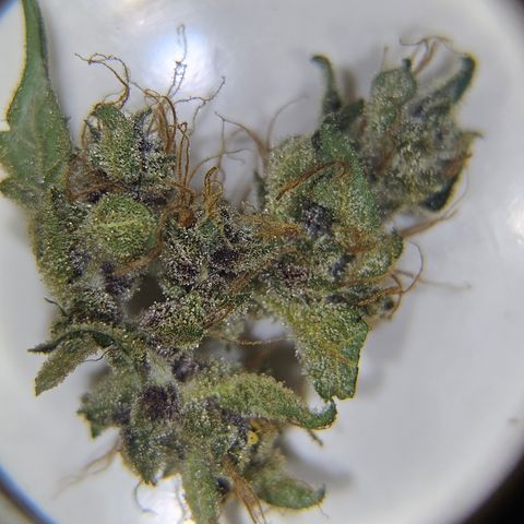 Purple Lemonade Autos growlog timeline photo