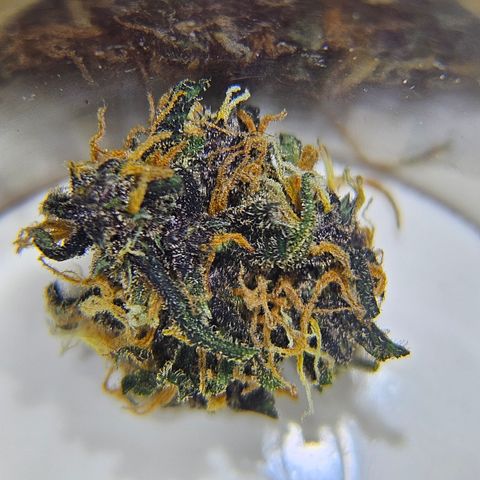 Purple Lemonade Autos growlog timeline photo