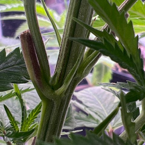 Facade growlog timeline photo