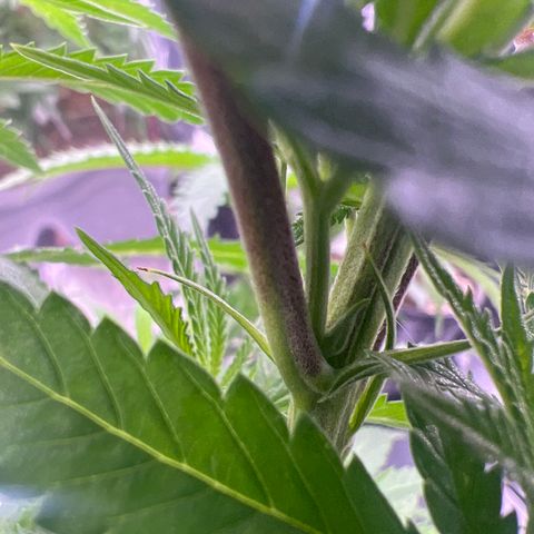 Facade growlog timeline photo