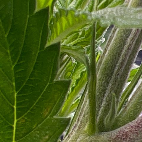 Facade growlog timeline photo
