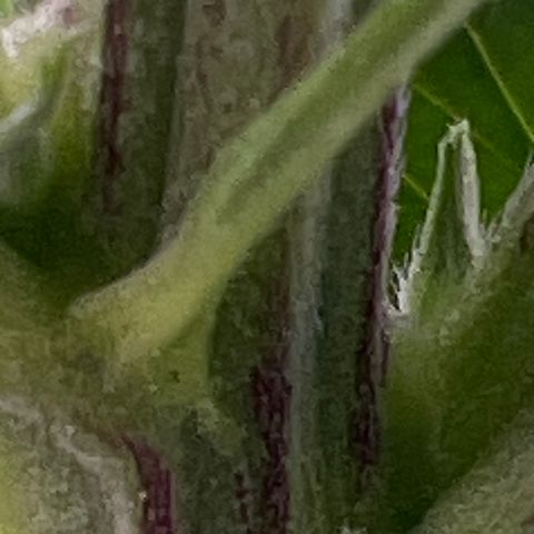 Facade growlog timeline photo
