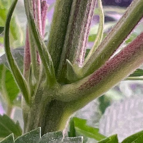 Facade growlog timeline photo
