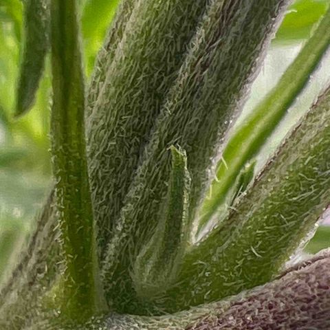 Facade growlog timeline photo