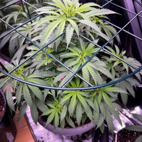 Facade growlog timeline photo