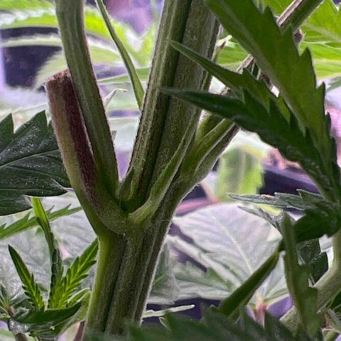 Facade growlog timeline photo