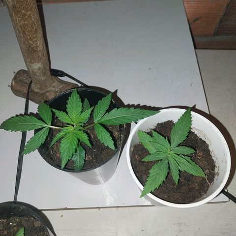Prenseeds growlog timeline photo